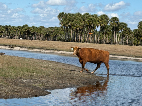 Backwoods Airboat Adventures-Christmas必去景点