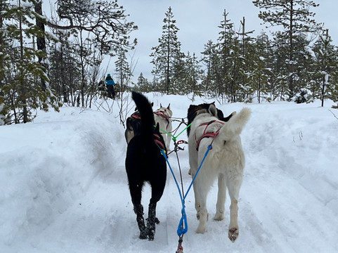 哈士奇雪橇之旅-罗瓦涅米必去景点