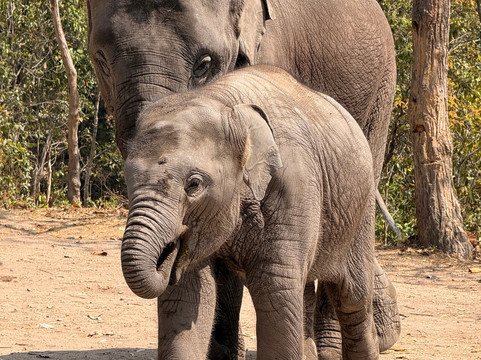 Pon Elephant Thailand-清迈必去景点