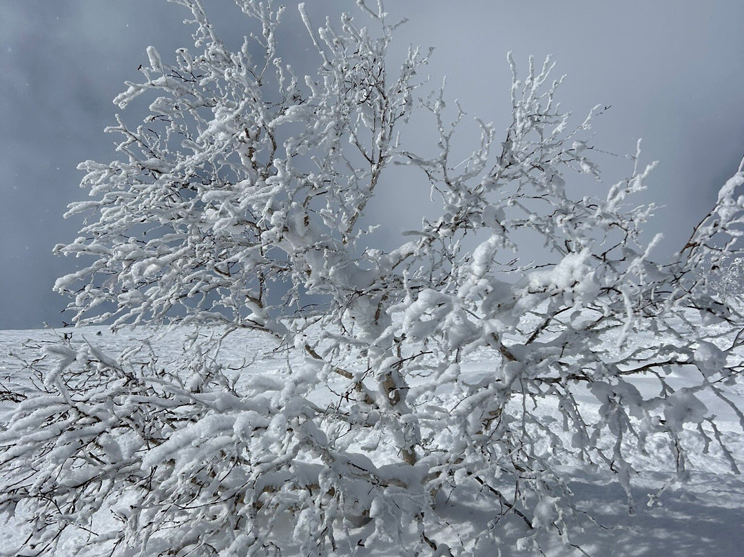 Niseko Tokyu Grand HIRAFU-俱知安町必去景点