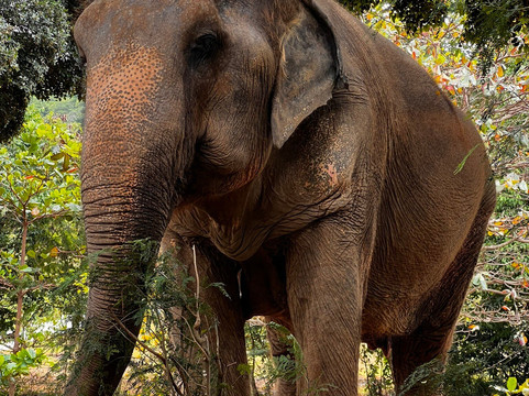 Samui Elephant Sanctuary-波普特必去景点