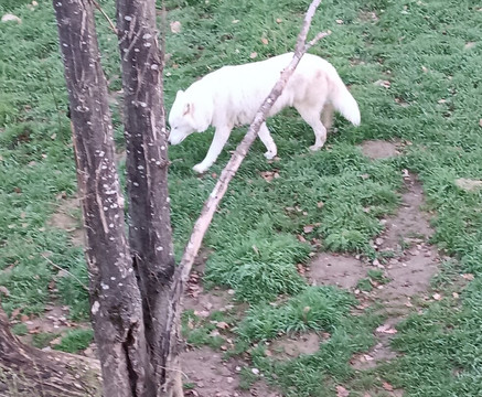 Safari De Peaugres-Peaugres必去景点