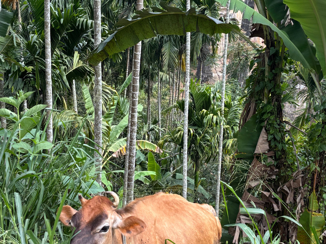 Travel Zeylan-科伦坡必去景点