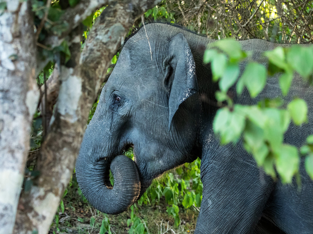 Sri Lanka Driver Guide Aruna-科伦坡必去景点