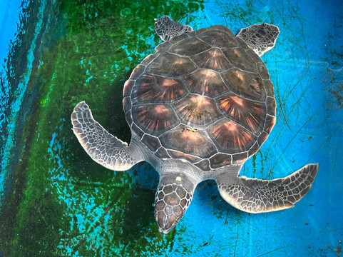 Amami Marine Exhibition Hall-奄美市必去景点