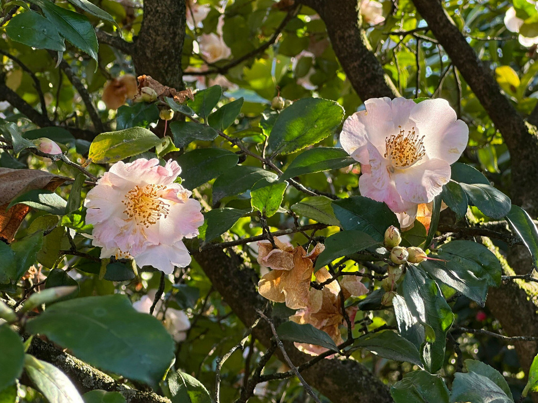 Camellia Park-洛迦诺必去景点