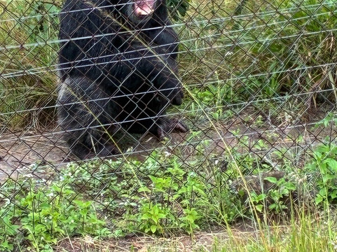Jane Goodall Chimpanzee Eden Sanctuary-尼斯普鲁特必去景点