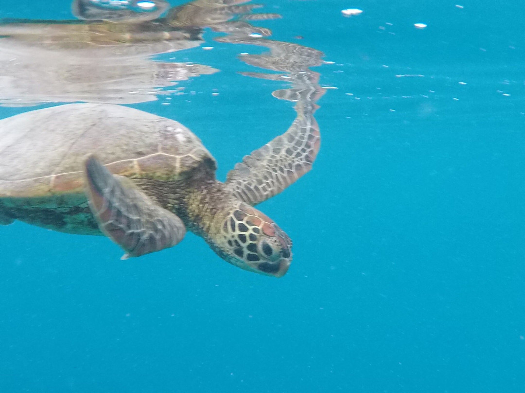 Green Turtle Tours-堤堤卡维加必去景点