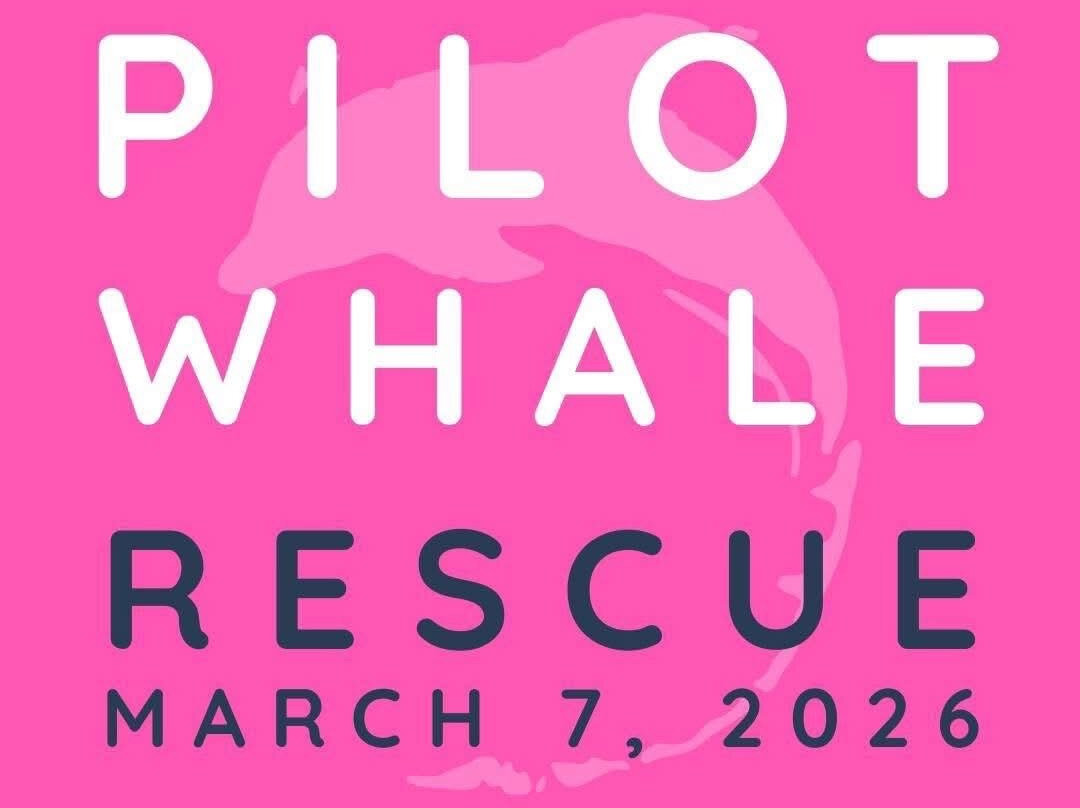 Dolphin Life-拉哥岛必去景点