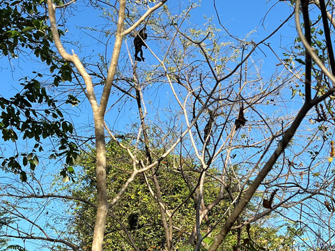 The Monkey Farm-Playa Ocotal必去景点