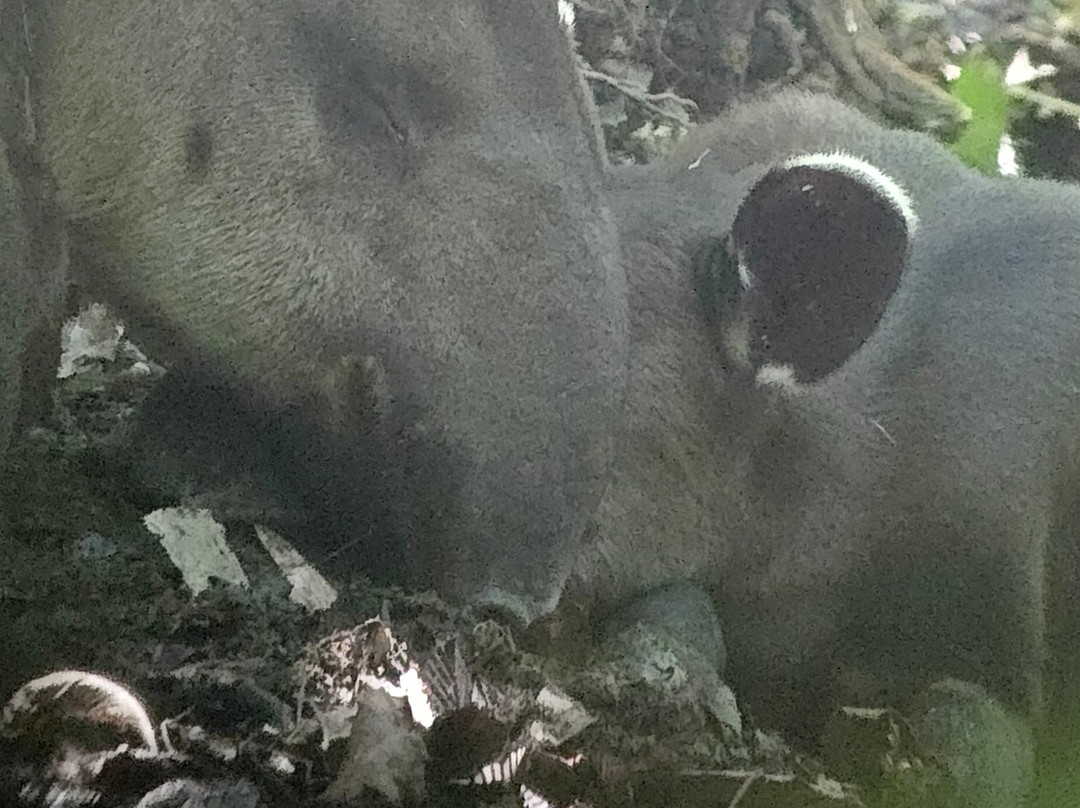 Surcos Tours-希门尼斯港必去景点