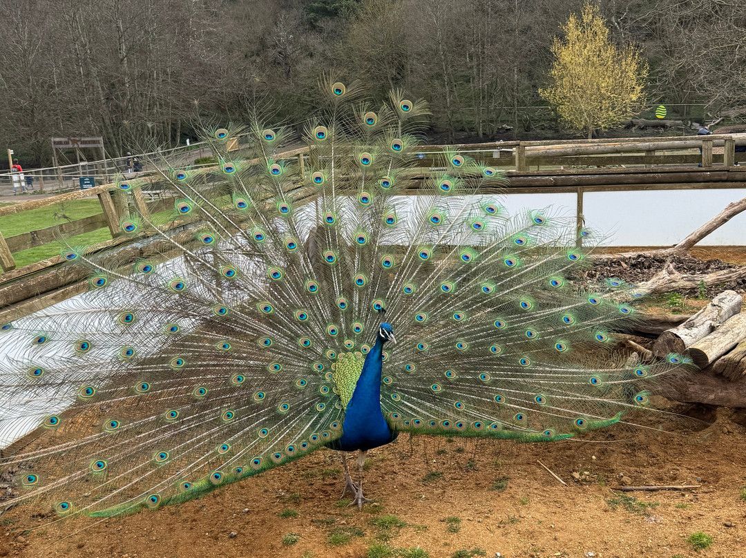 Jimmy's Farm & Wildlife Park-伊普斯威奇必去景点