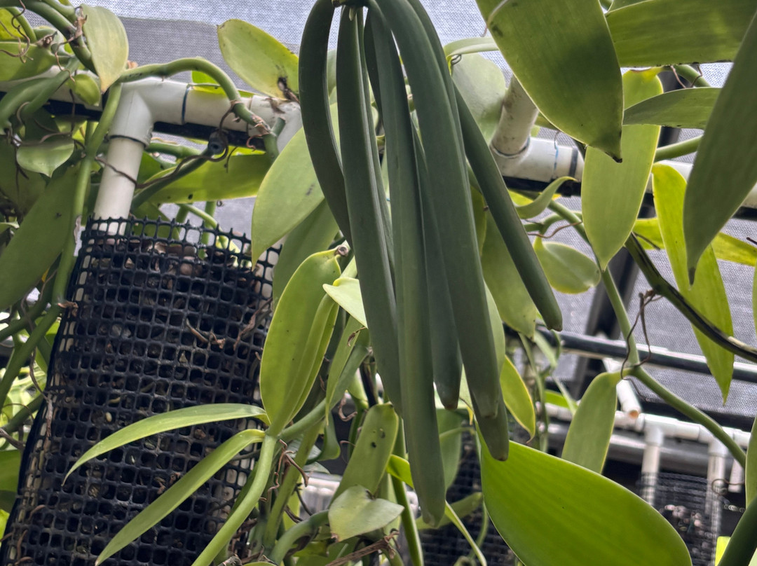 The Vanillerie-凯鲁瓦-柯纳必去景点