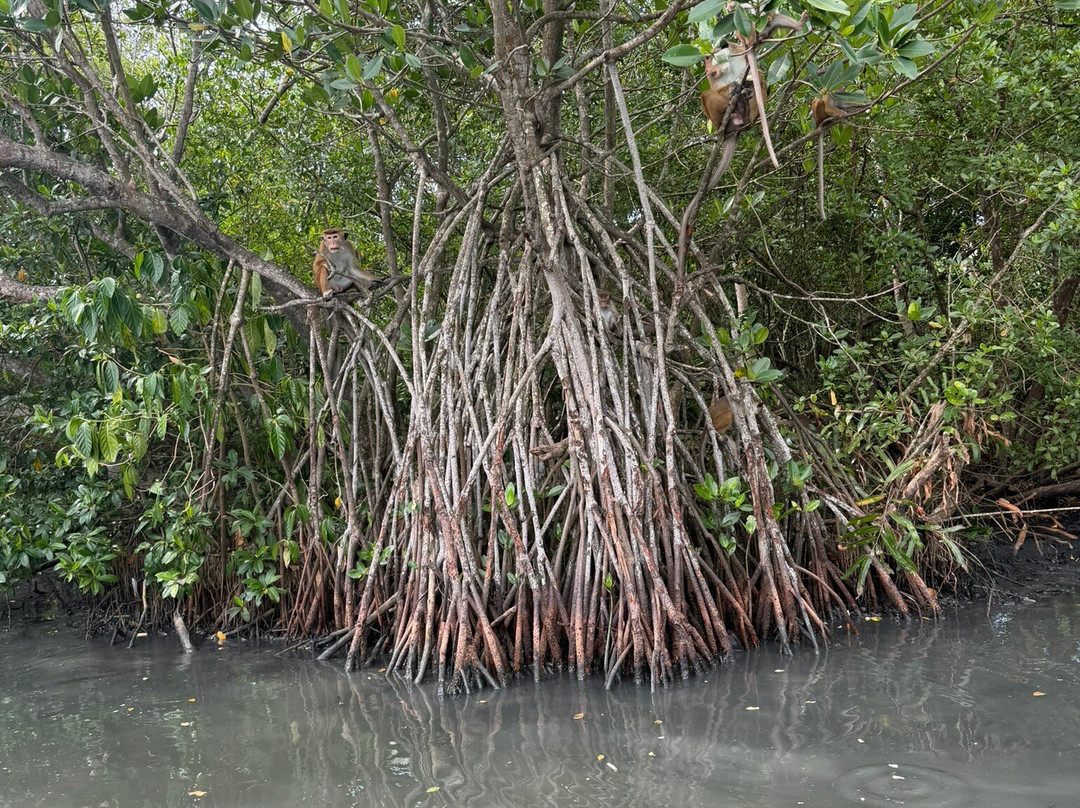 Koggala Lake Boat Safari & Kayak Adventure with Malish-克拉必去景点