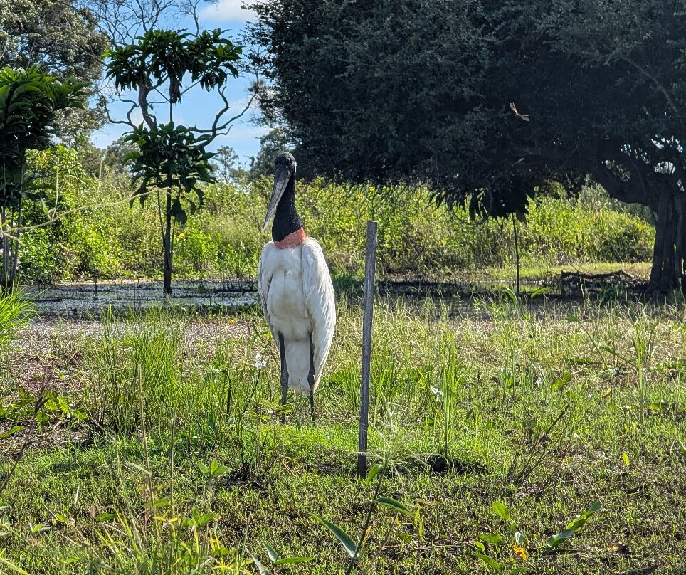 Pantanal Viagens e Turismo-大坎普市必去景点