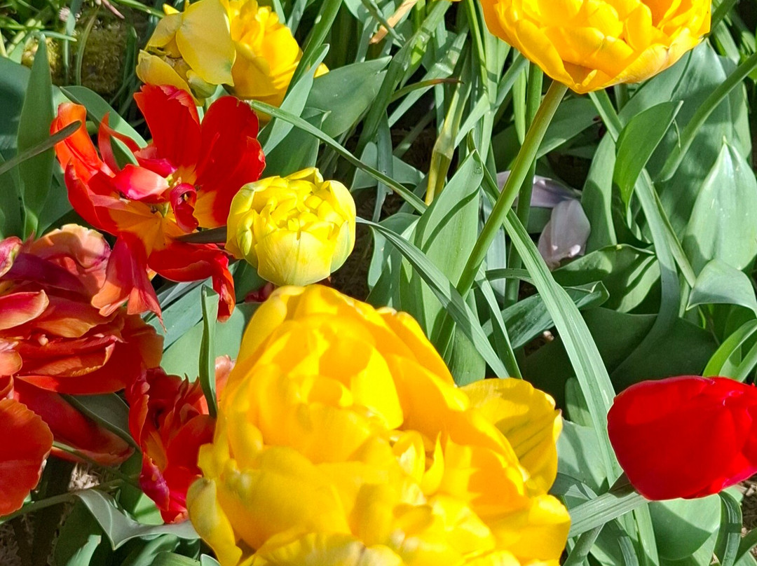 Jardin du Vaëré-Plougonvelin必去景点