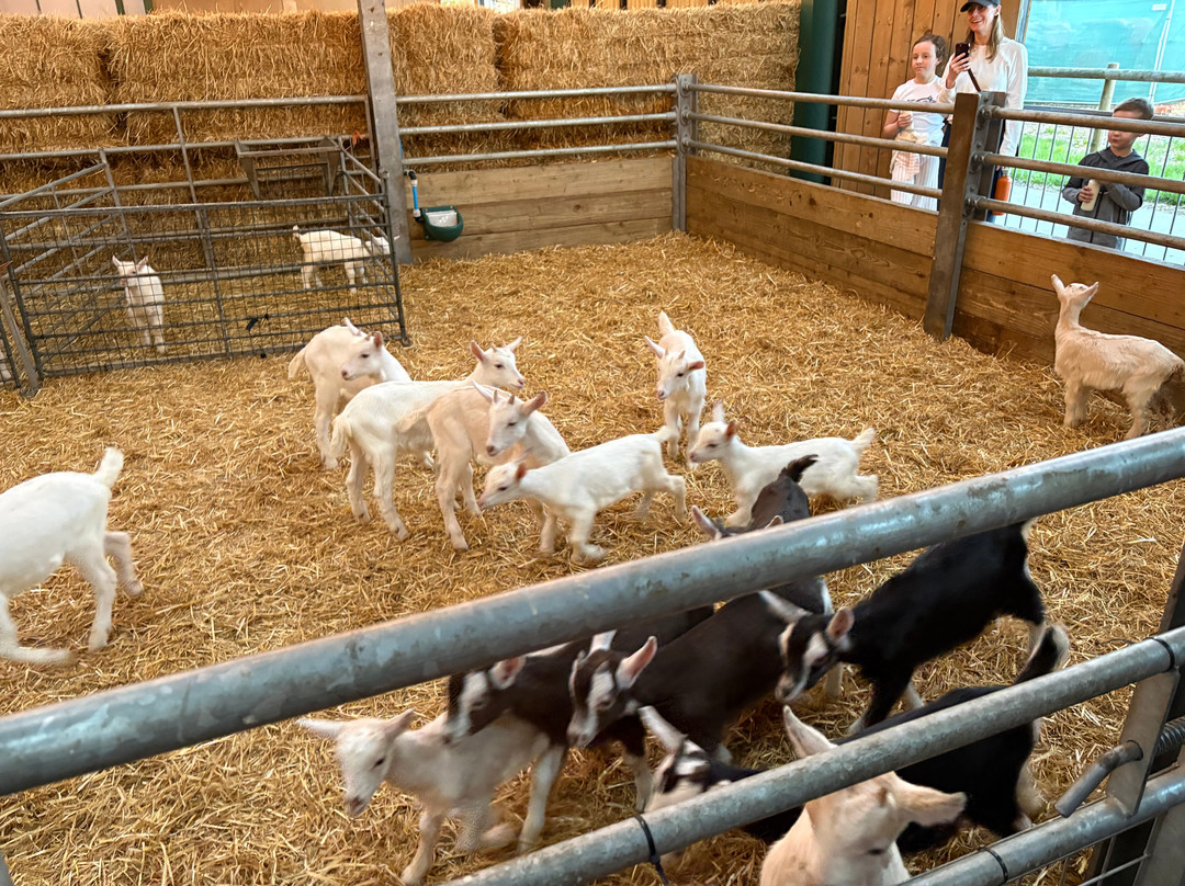 Cockfields Farm Park-Ashton-under-Lyne必去景点