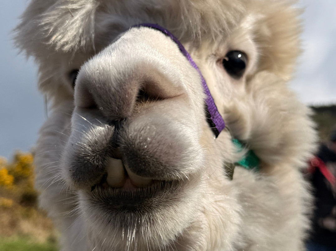BobCat Alpacas-爱丁堡必去景点