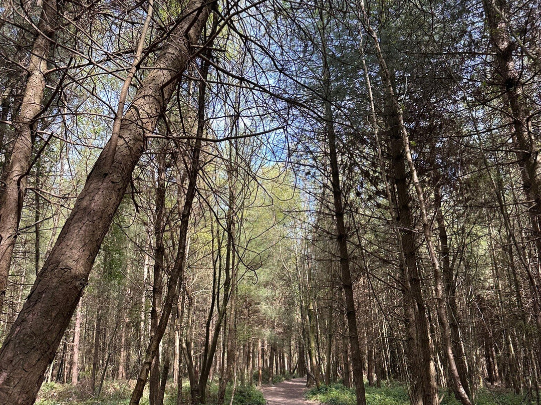 King's Wood-Challock必去景点