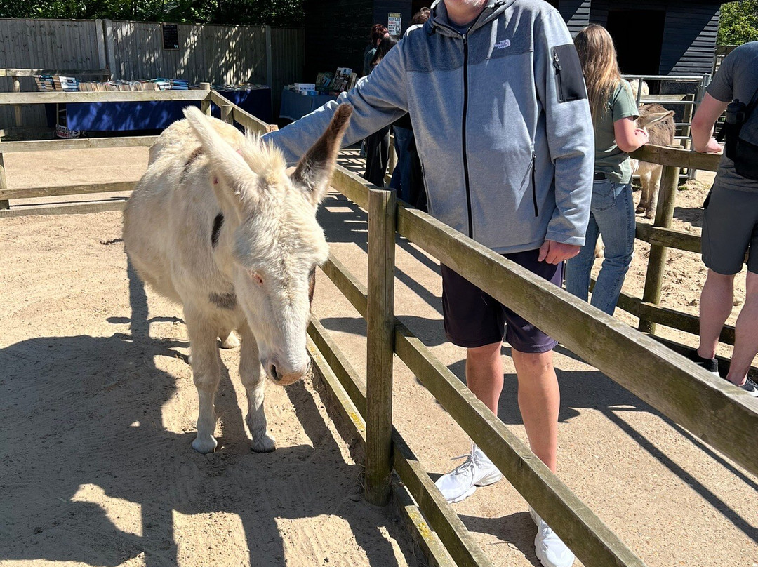 Hayling Island Donkey Sanctuary-海灵岛必去景点