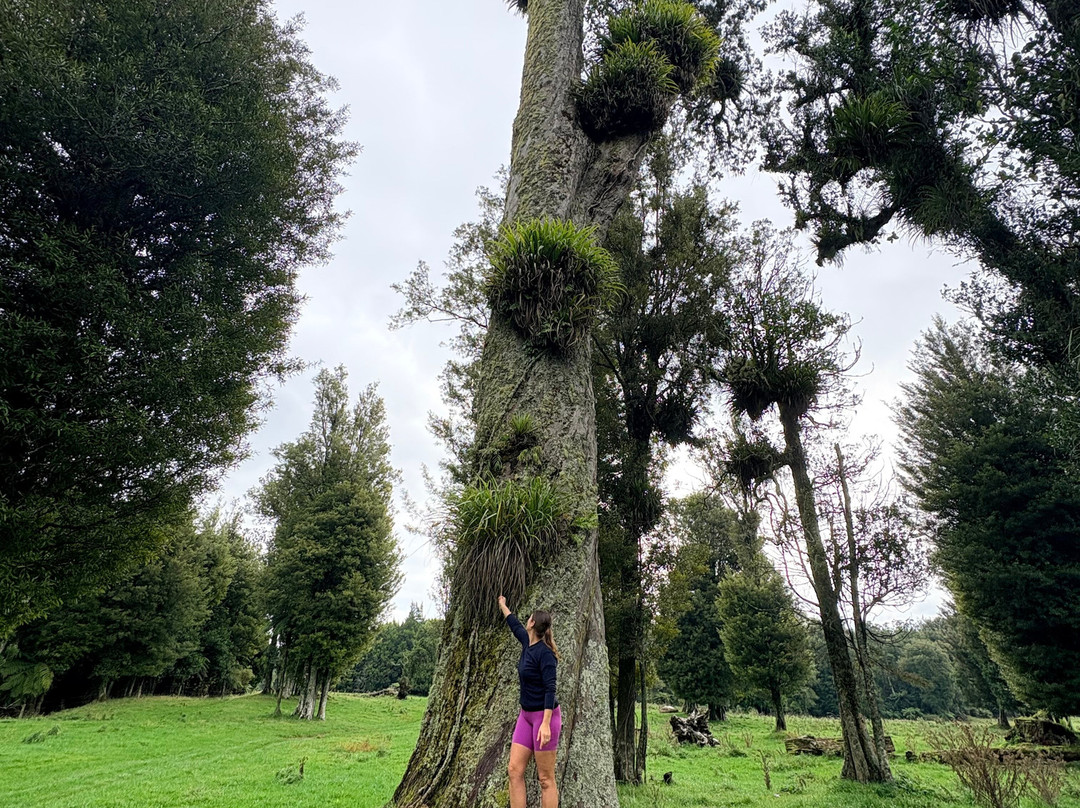 Real  Native  -  Walking Retreat-Te Awamutu必去景点