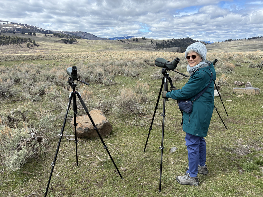 Yellowstone Wolf Tracker-加德纳必去景点