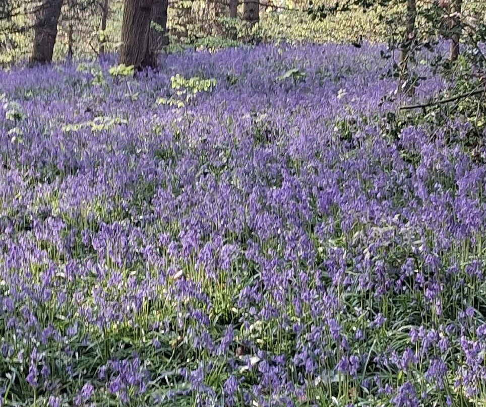 Saltwells National Nature Reserve-Dudley必去景点