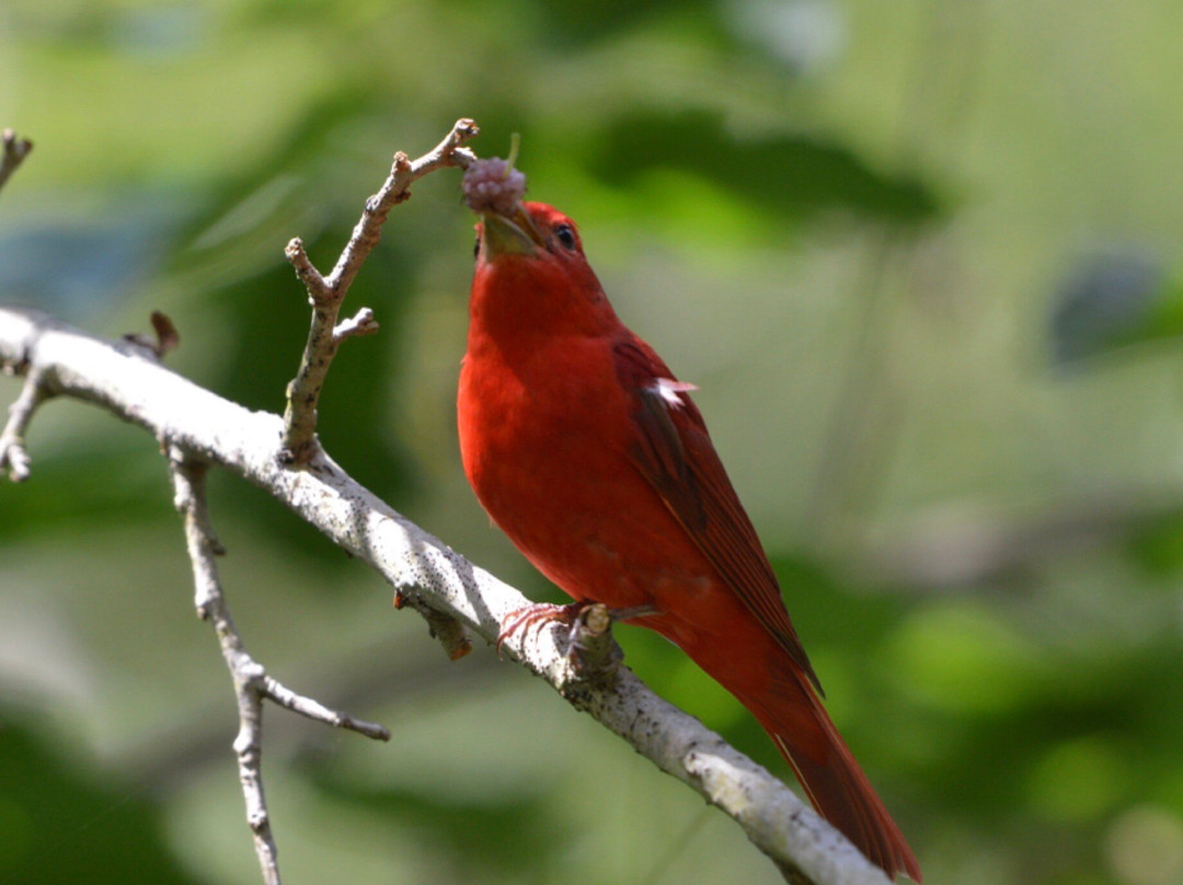 American Birding Guides-Patagonia必去景点
