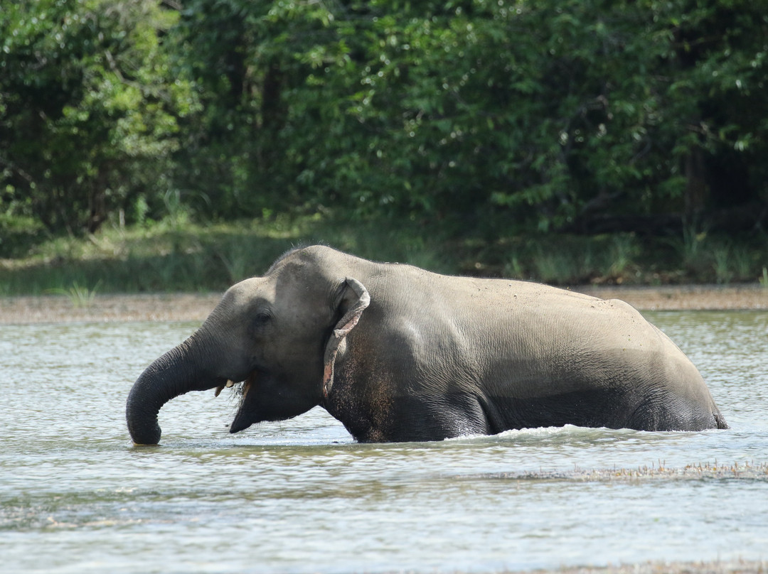 Wilpattu Safari Jeep-Wilpattu National Park必去景点