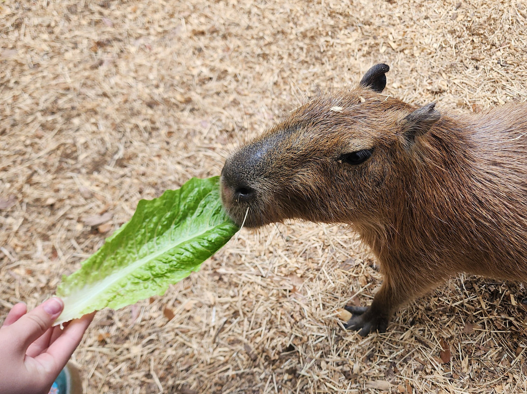Horse Power for Kids & Animal Sanctuary-坦帕必去景点