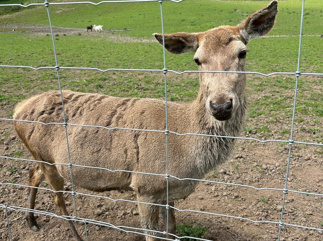 Bowland Wild Boar Park-普雷斯顿必去景点