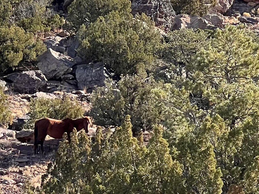 New Mexico Jeep Tours-阿尔伯克基必去景点