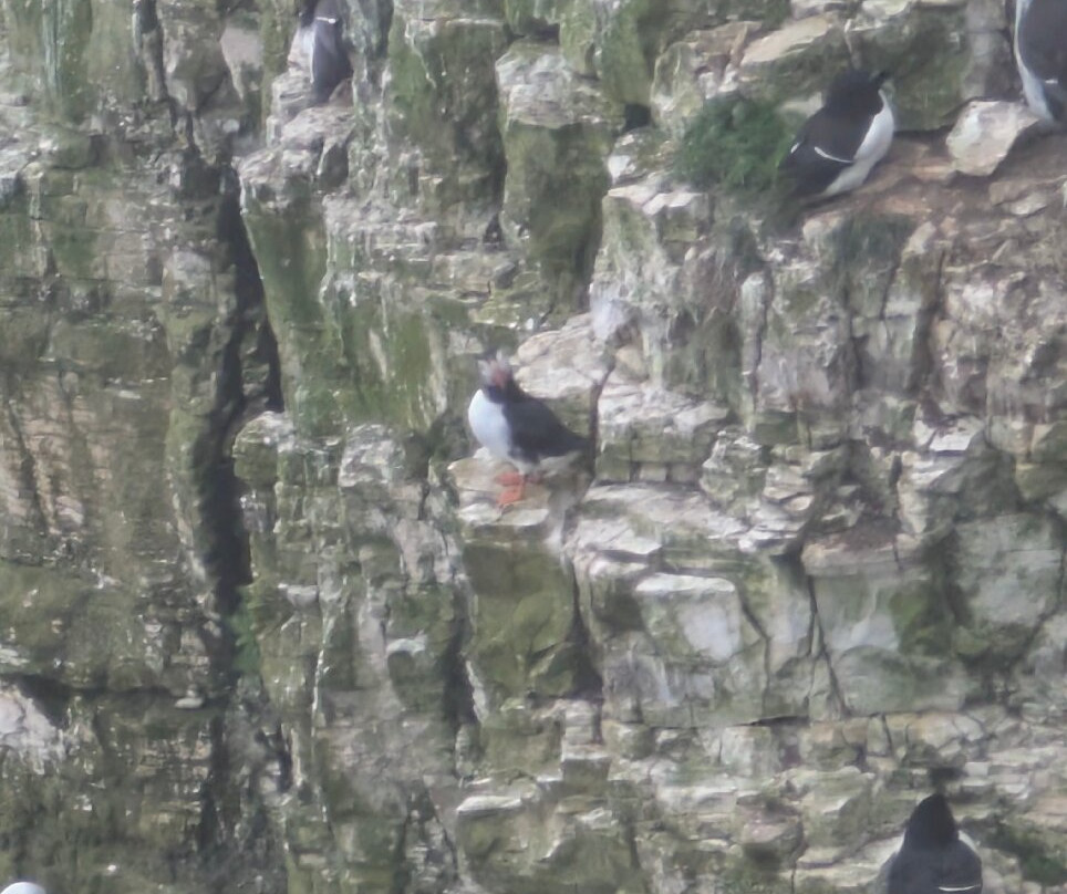 RSPB Bempton Cliffs-Bempton必去景点