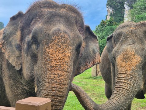 Elephant Hills-旅行者
