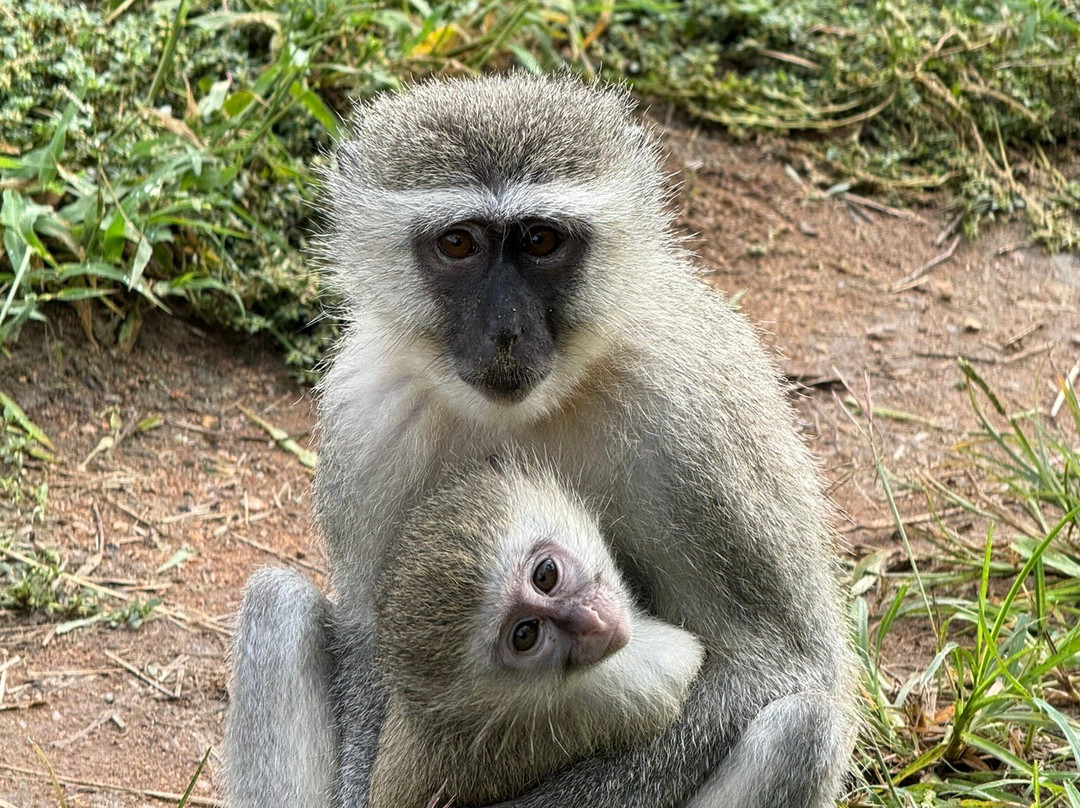 Vervet Monkey Foundation-参宁必去景点