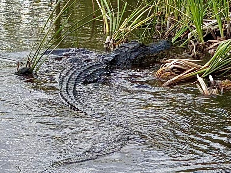 Everglades Airboat Excursions-Tamarac必去景点