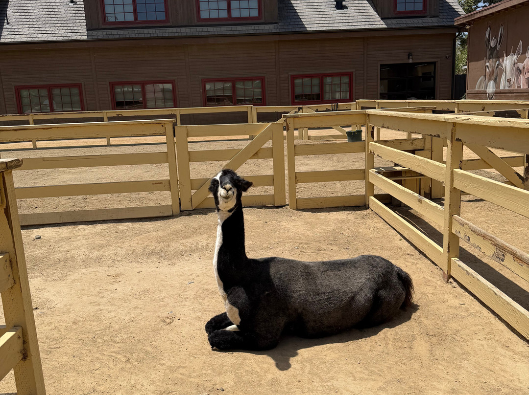Zoomars at River Street Ranch-San Juan Capistrano必去景点