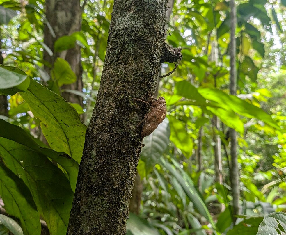 Rancho Raices De Puerto Jimenez-希门尼斯港必去景点