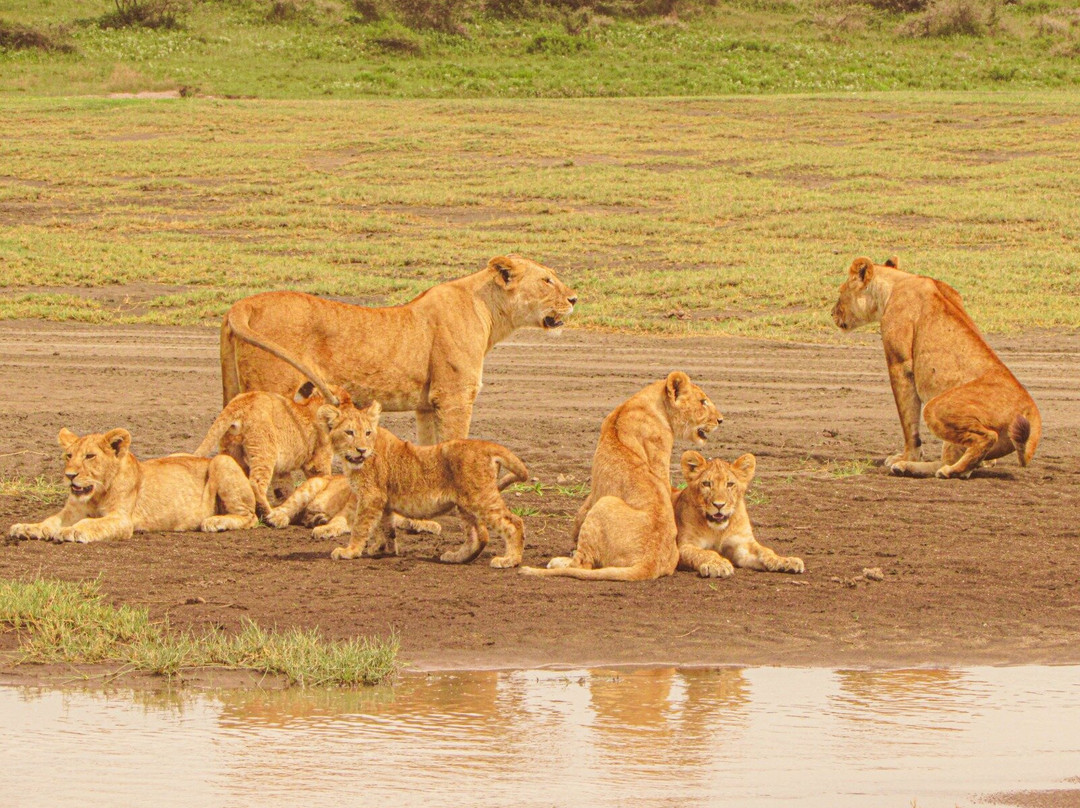 Regal African Safaris-Usa River必去景点