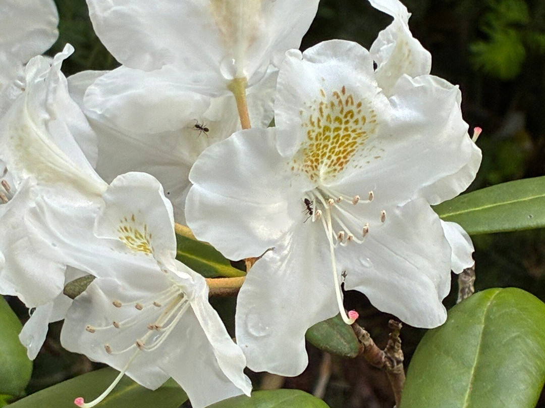 Belmonte Arboretum Wageningen-瓦赫宁恩必去景点