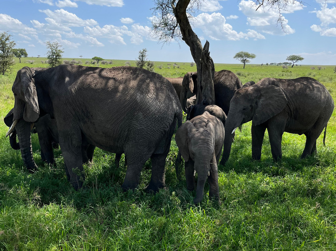 Africa Mollel Safaris-阿鲁沙必去景点