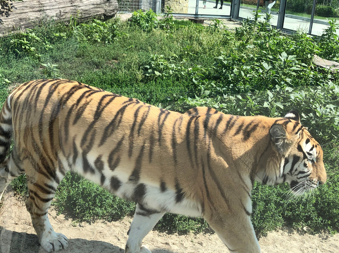 Malkia Park- Big Cats Rescue-Orechova Poton必去景点