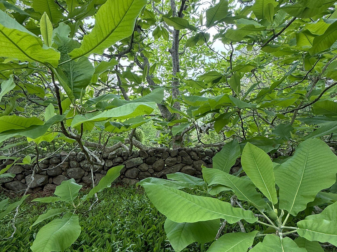 Polly Hill Arboretum-West Tisbury必去景点