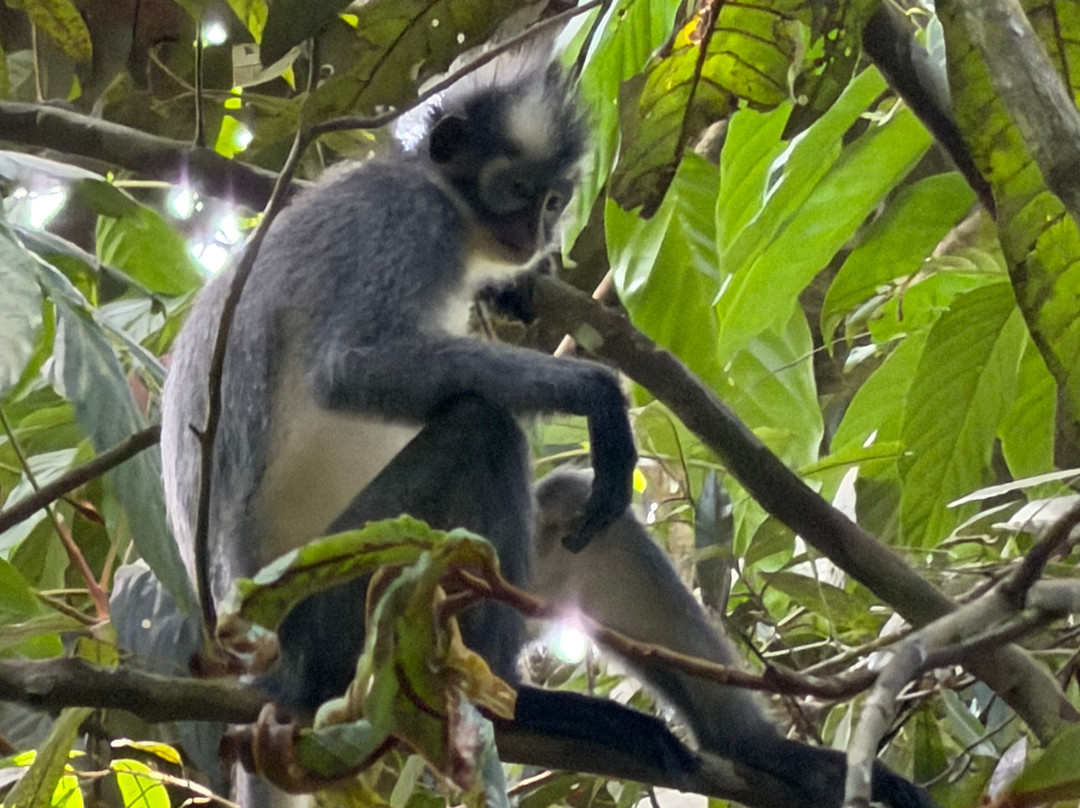 Bukit Lawang Trekking-武吉拉旺必去景点