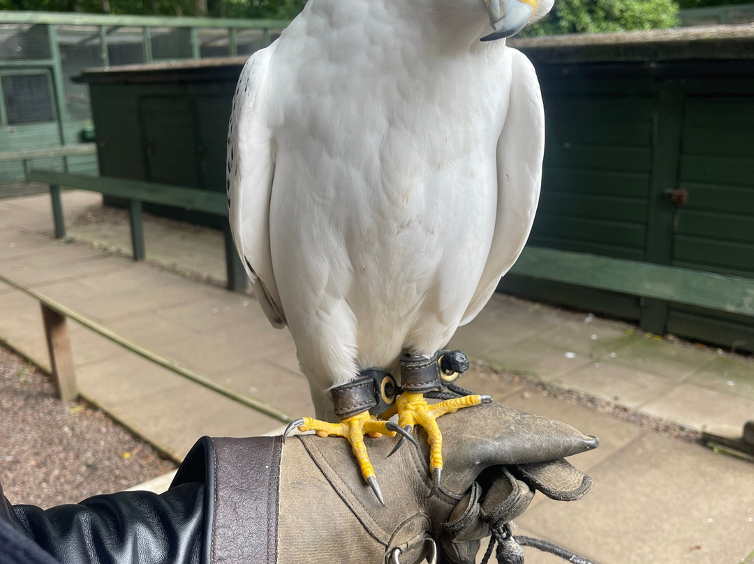 Dalhousie Castle Falconry-邦尼里格必去景点