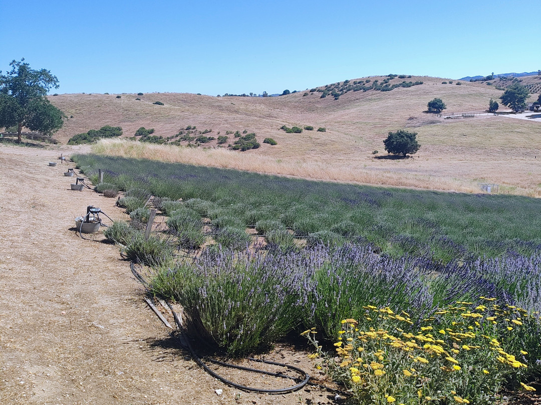 Hambly Lavender Farm-帕索罗布尔斯必去景点