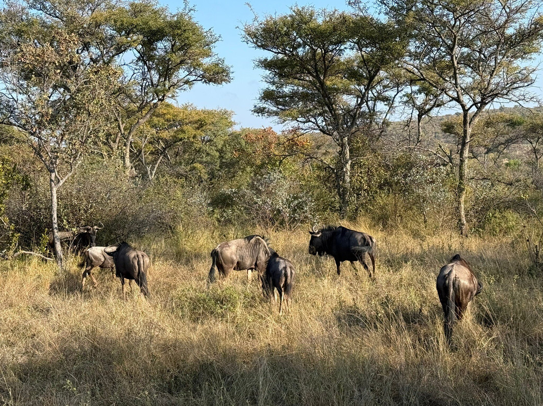 Sebatana Elephant Lodge
