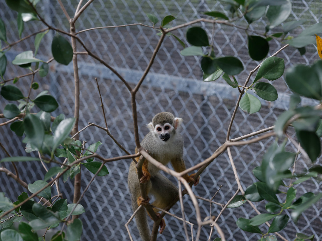 Monkey Park-普拉塔港必去景点