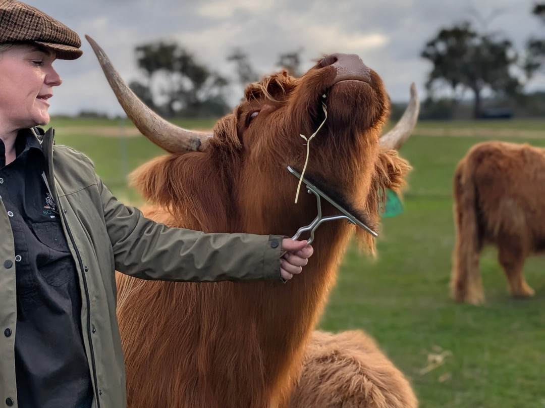 Scotchwood Farm - Highland cow Experience-Boyup Brook必去景点