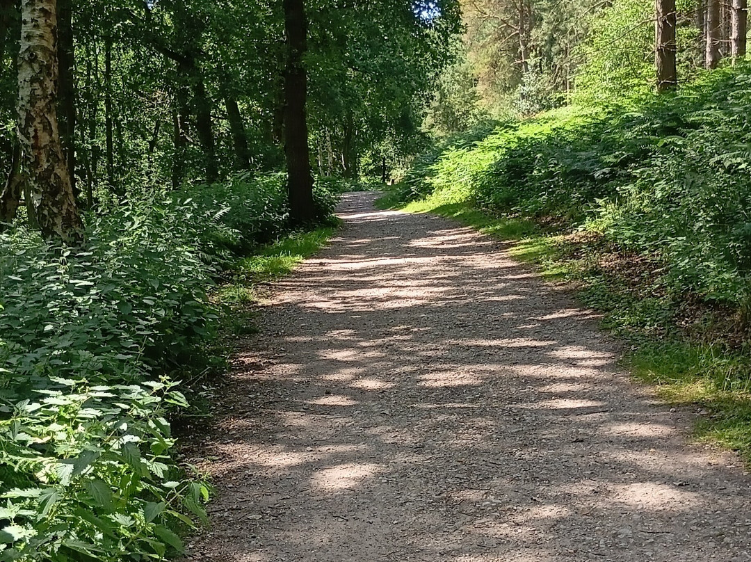Cannock Chase Forest-鲁奇利必去景点